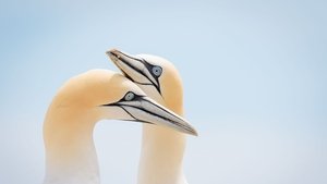 Des animaux sociaux