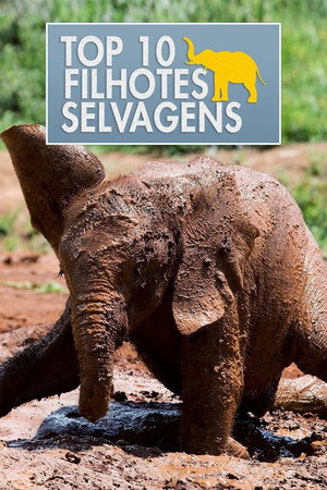 Top 10 Filhotes Selvagens