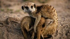 Meerkat Manor: Rise of the Dynasty Sister, Sister