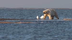 Alaska’s Grizzly Gauntlet (2018)