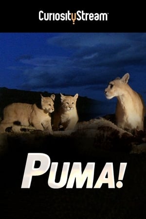 Poster Puma! 2015