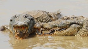 Le crocodile du Nil après l'eden