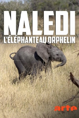 Image Naledi, l'éléphanteau orphelin