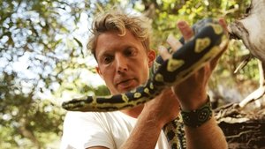 Image A Biting Tarantula and Venomous Death Adder