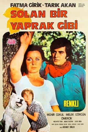 Poster Solan Bir Yaprak Gibi (1971)