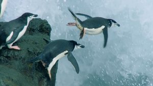 Planet Earth II (2016) online ελληνικοί υπότιτλοι