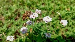 Japanology Plus Japanese Honeybees