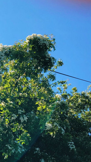 Wind in the Trees 6