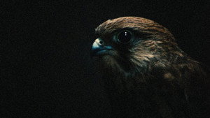 Kes 97