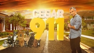 poster Cesar 911