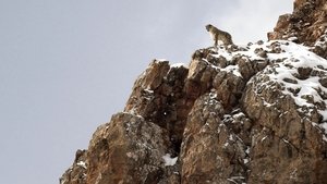 La Panthère des neiges