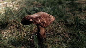 El espíritu de la colmena movie still 31