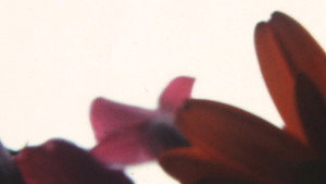 COMPOSITION