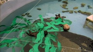 Nature: Season 32 Episode 1