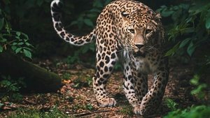 Frozen Kingdom of The Snow Leopard (2020)