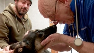 The Incredible Dr. Pol Wizard of Paws