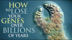 The History of Red Algae still