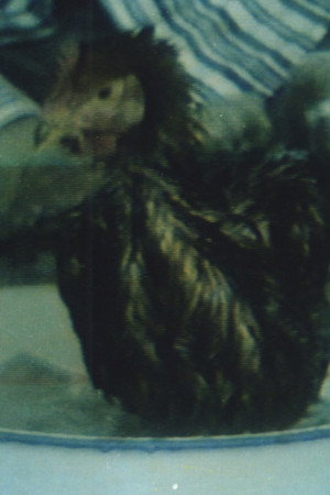 Hygiene No.3
