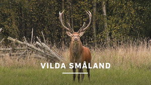Vilda Småland movie still 2