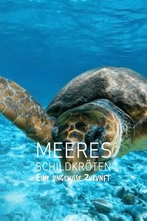 Image Meeresschildkröten - Eine ungewisse Zukunft