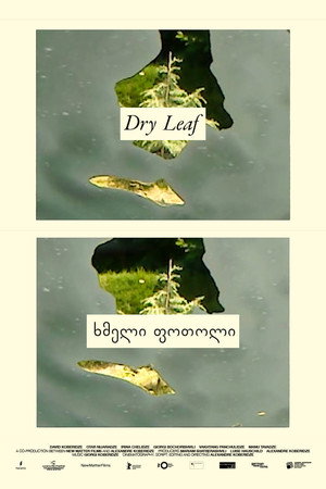 Dry Leaf 30