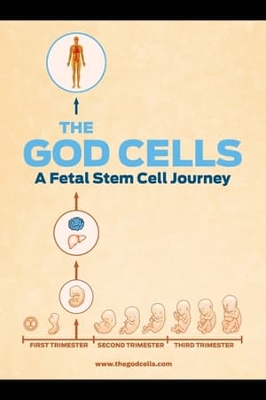 Image 生死之争：胎儿干细胞
