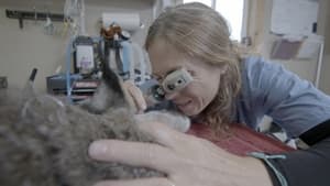 Dr. Oakley, Yukon Vet Lynx Be a Lady