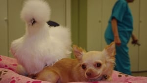 Unlikely Animal Friends The Chihuahua and the Chicken