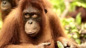 Orangutan Jungle School King of the Jungle