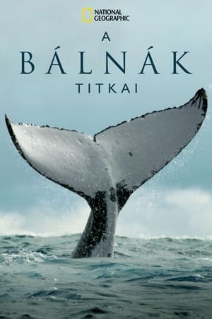 Image A bálnák titkai