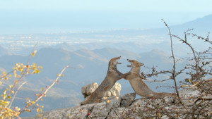Mediterranean Heartlands