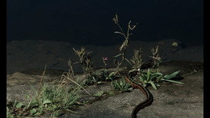 Elsewhere at Night
