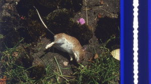 Origin of the Species