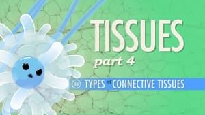 Crash Course Anatomy & Physiology Tissues, Part 4 - Types of Connective Tissues