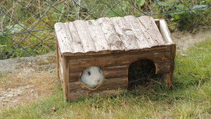 Anna und die Haustiere: 1×1 {year} Online In Netflix