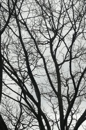 Image Tree Limbs