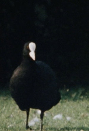 Blishøne