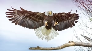 The Wonder of Animals Birds of Prey