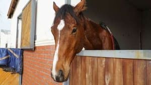 How Do They Do It? Horse Transport by Air, Chess Sets, Food Photography