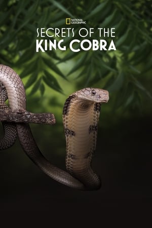 Poster Secrets of the King Cobra 2010
