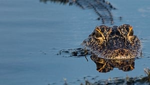 Prowlers of the Everglades