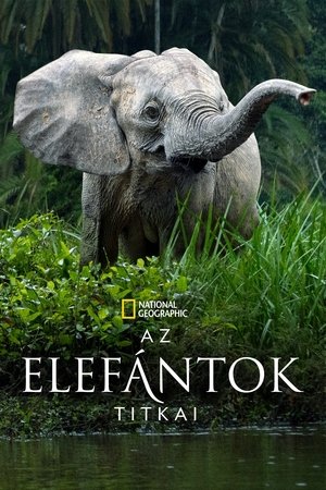 Poster Az elefántok titkai 2023