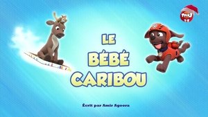 Le bébé caribou