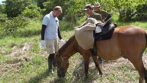 Journeys in Japan: 11×12