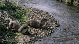 Tarka the Otter