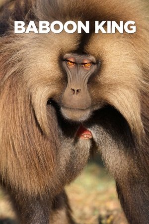 Image Baboon King