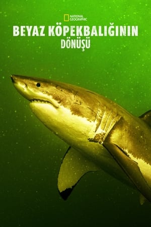 Poster Return of the White Shark 2023