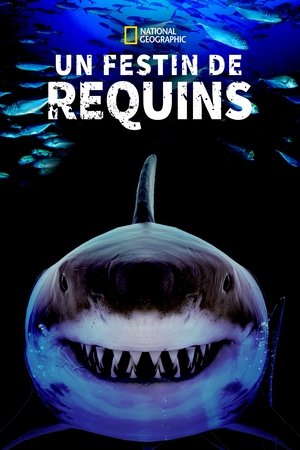 Image Un Festin de Requins
