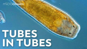 Flatworms: Simple Wiggly Tubes still