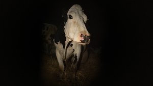 Cow (2021)